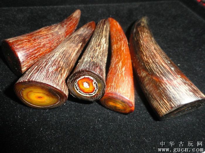 [供应]非洲犀牛角